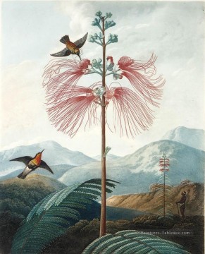 GRANDE floraison plante sensible Philip Reinagle oiseaux Peinture à l'huile